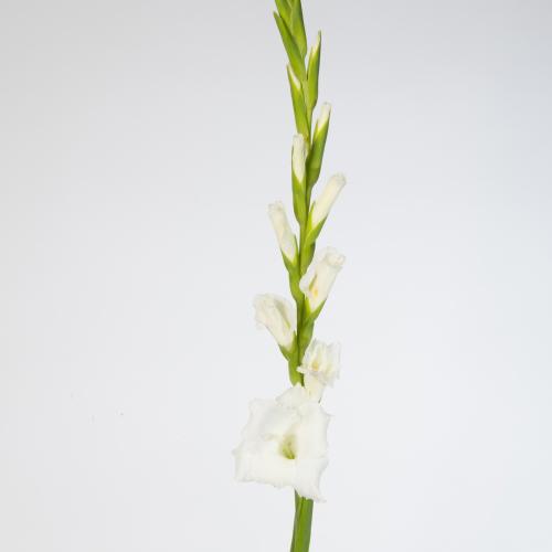 10x Glad.nova zembla 80cm