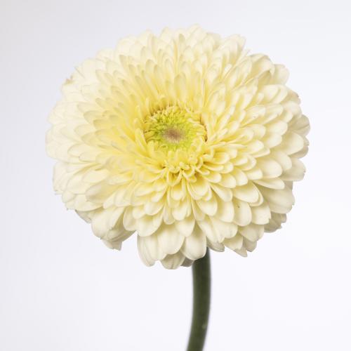 25x Germ.gerponi blanco 70cm