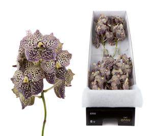 8x Vanda sun.ocelot sangria 20cm