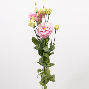 10x Eust.alissa rose du 70cm