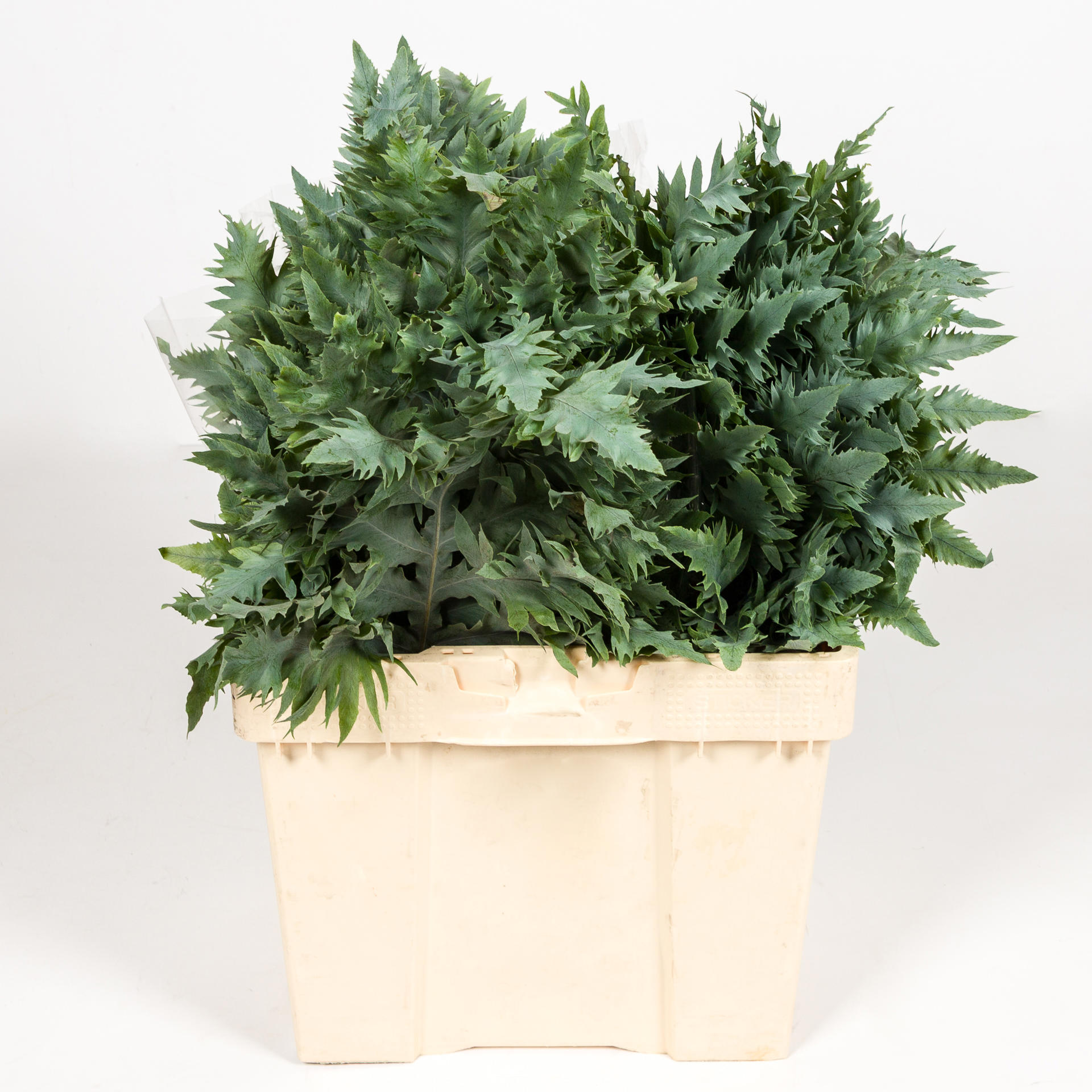 5x Sg phlebodium rucula 40cm
