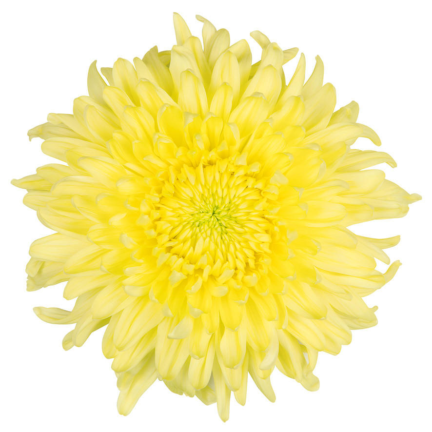 10x Chrysant magnum yellow 70cm
