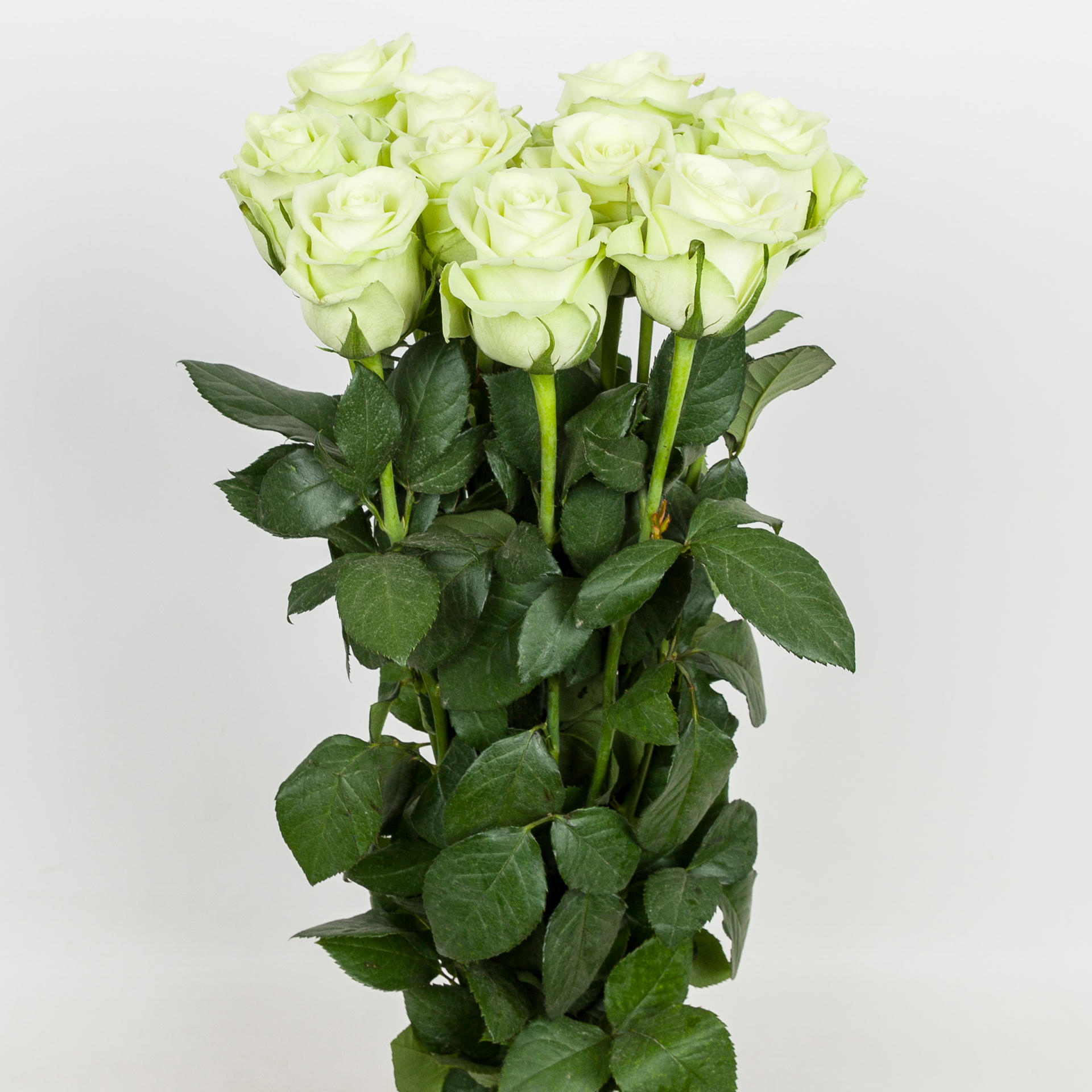 20x Rosa noelle! 60cm