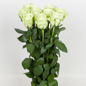 10x Rosa noelle! 60cm