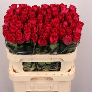 20x Rosa madam cerise 80cm