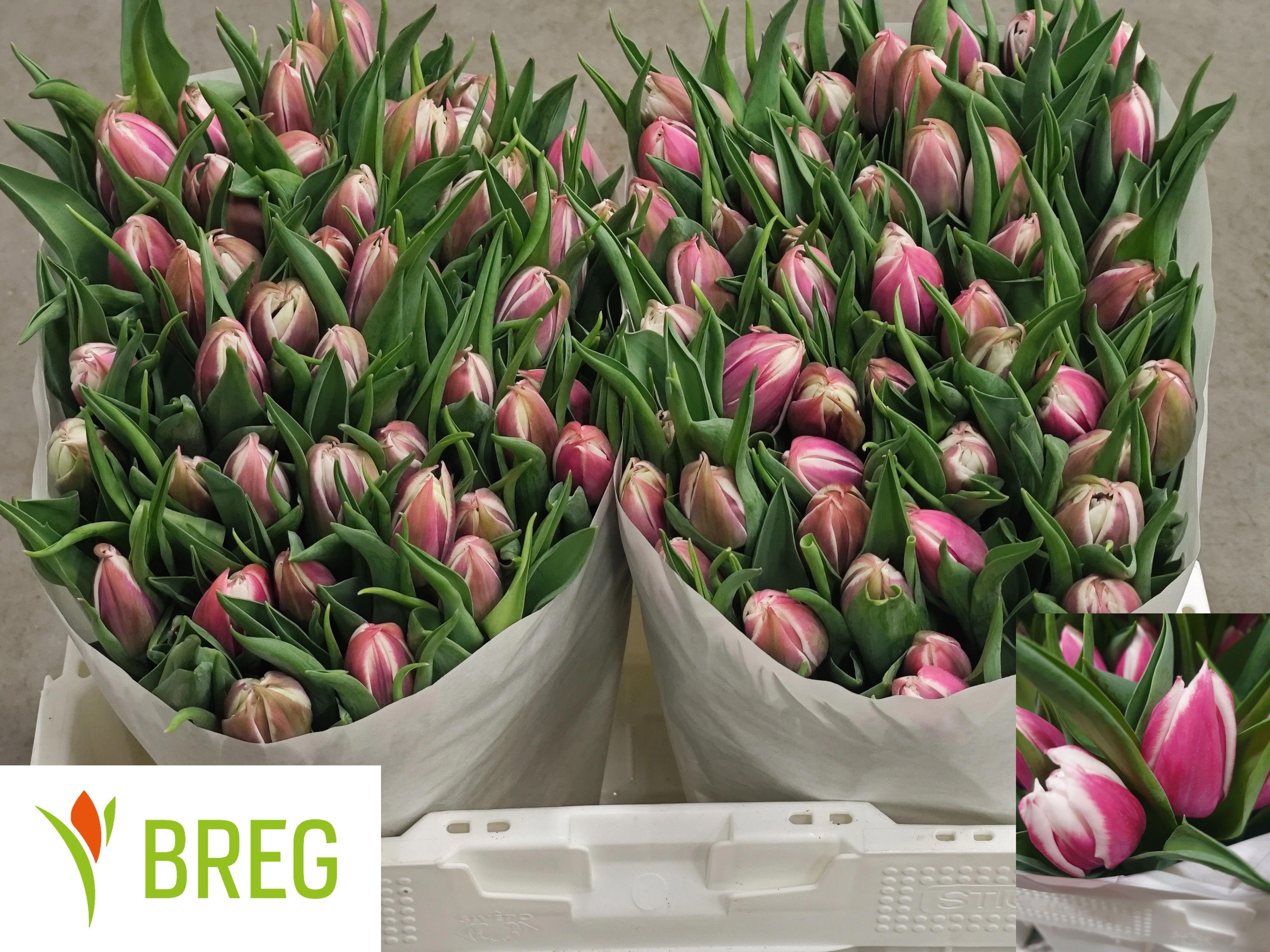 50x Tulipa valeska du 30cm