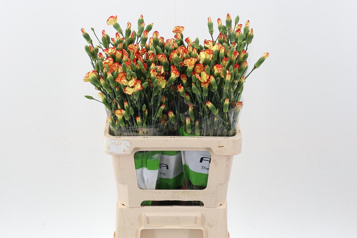 20x Dian.tr.rosita 60cm