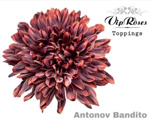 20x Chrysant antonov bandito 60cm