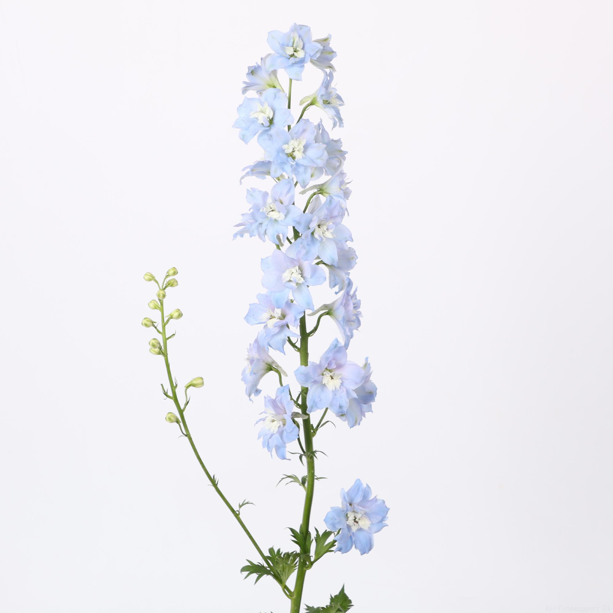 10x Delph.centurion skyblue du 80cm