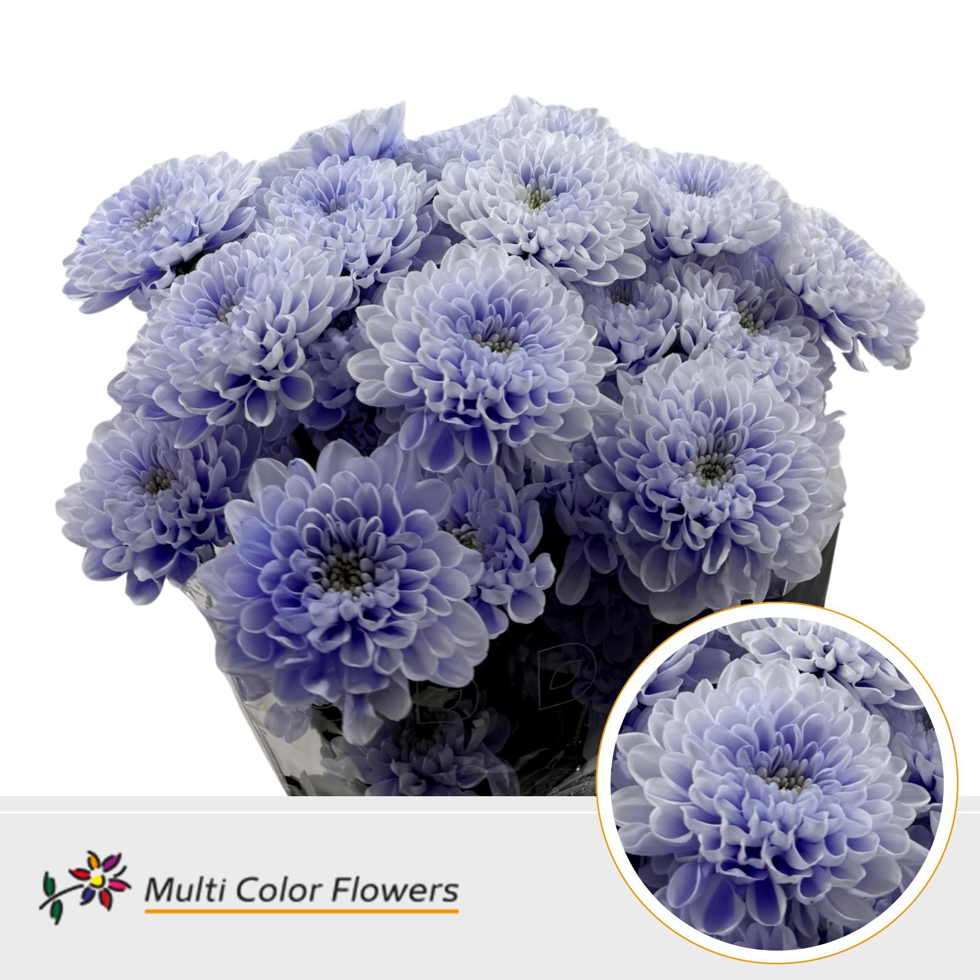 10x Chrysant overig 60cm