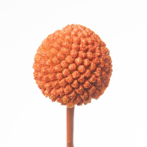 50x Craspedia oranje 70cm
