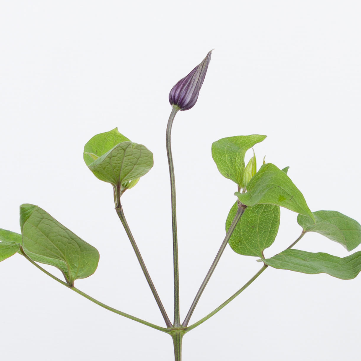 10x Clematis amazing oslo 70cm