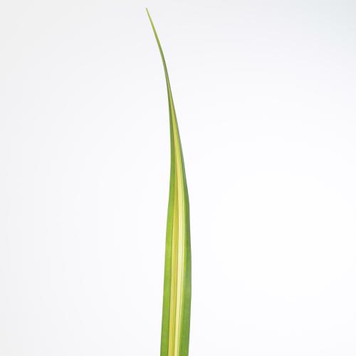 10x Sg pandanus blad 80cm