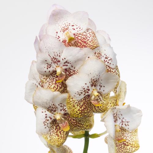 16x Vanda yellow spot 339 10cm