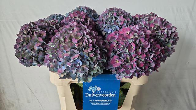 10x Hydr.pimpernel classic 80cm