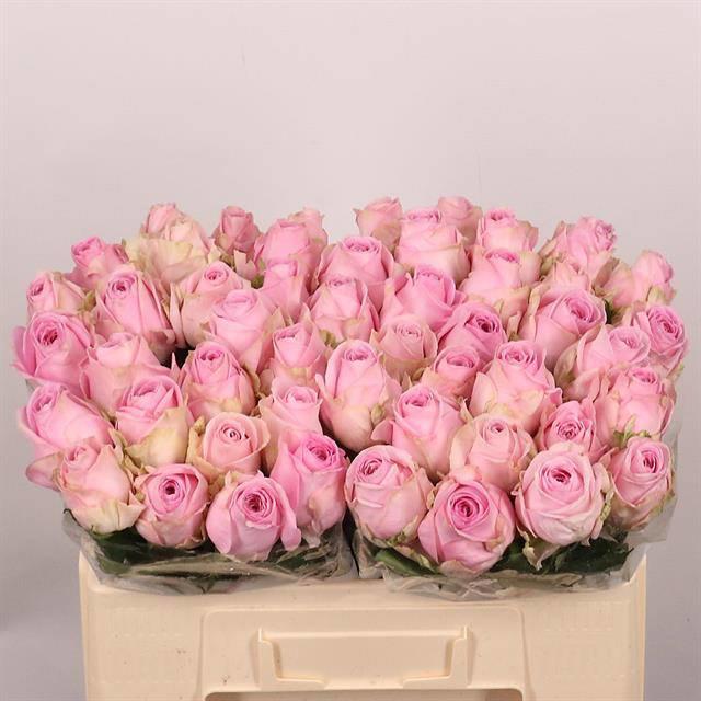 20x Rosa heidi! 50cm