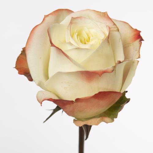 10x Rosa adventure 50cm