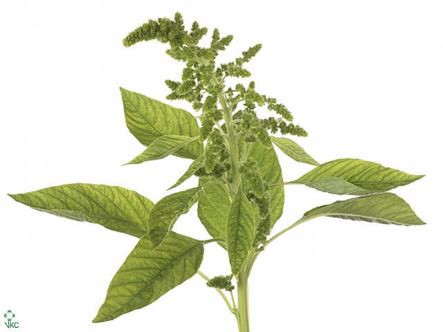 10x Amaran.green thumb 70cm
