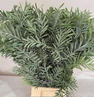 5x Acacia luna di argento 60cm