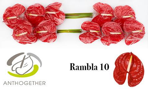10x Anth.rambla 10cm