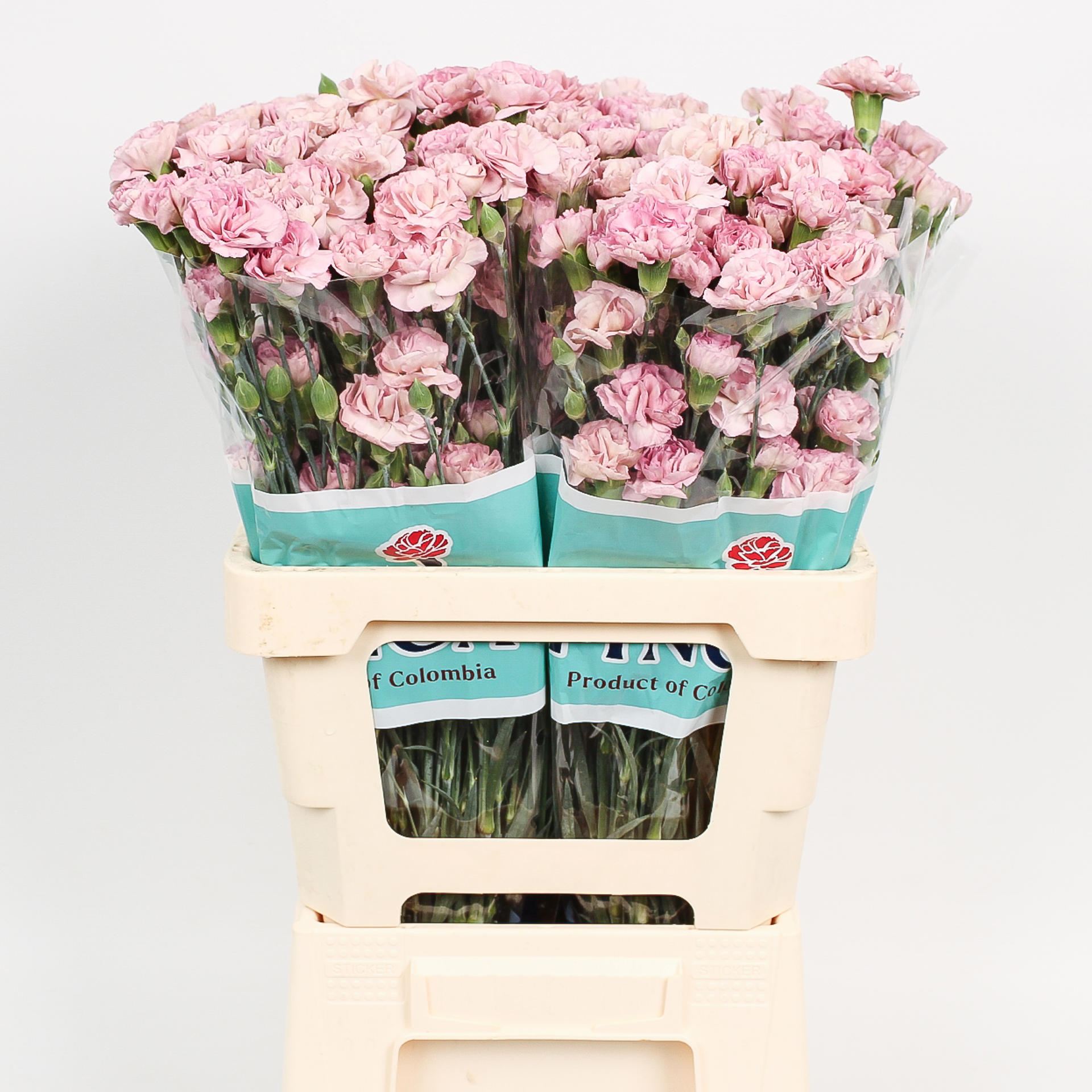 20x Dian.tr.mocha sweet 60cm
