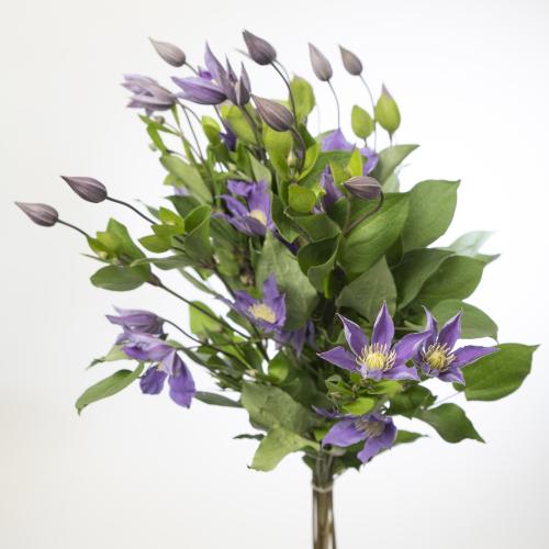 10x Clematis amazing sofia 60cm