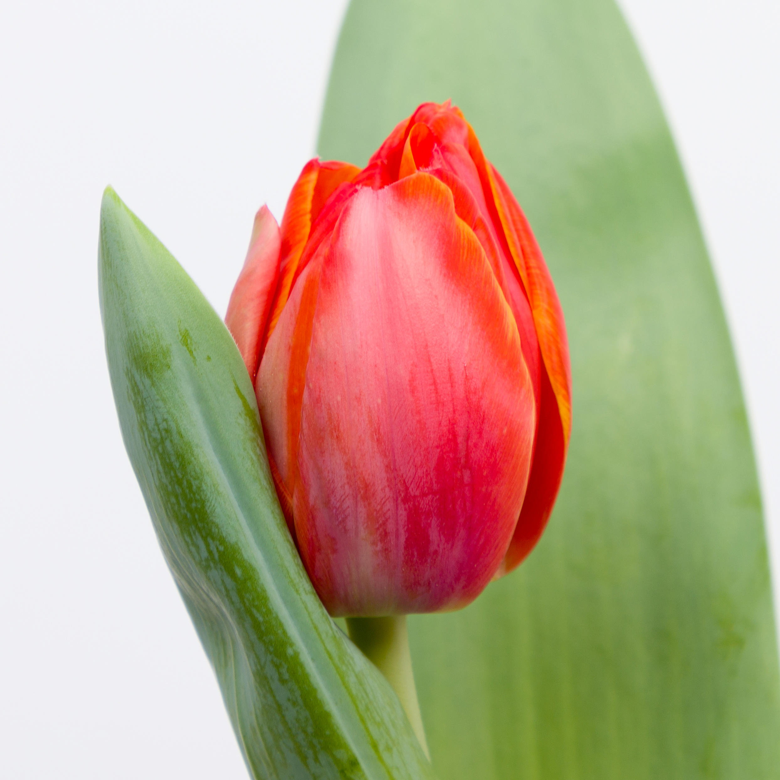 50x Tulipa queensday du 40cm