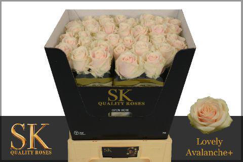 10x Rosa lovely avalanche 70cm