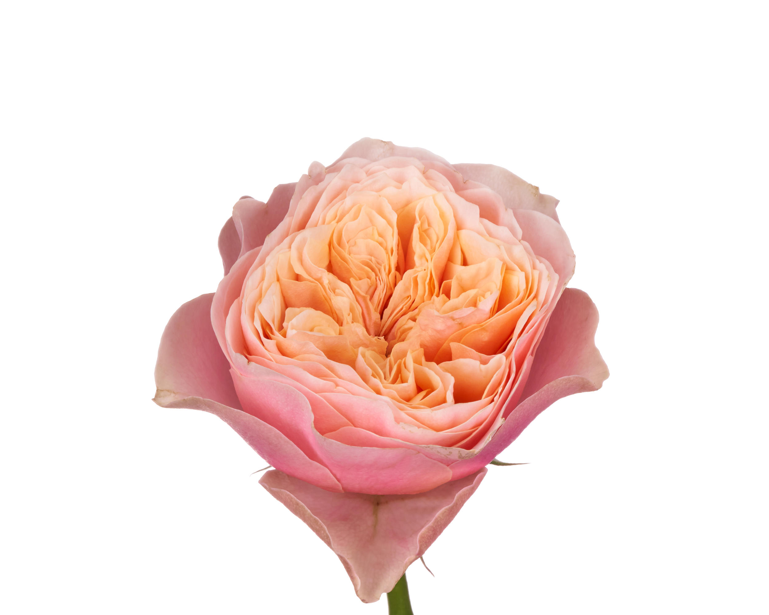 10x Rosa vuvuzela 60cm