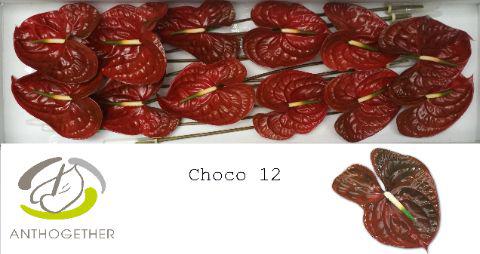 12x Anth.choco 10cm
