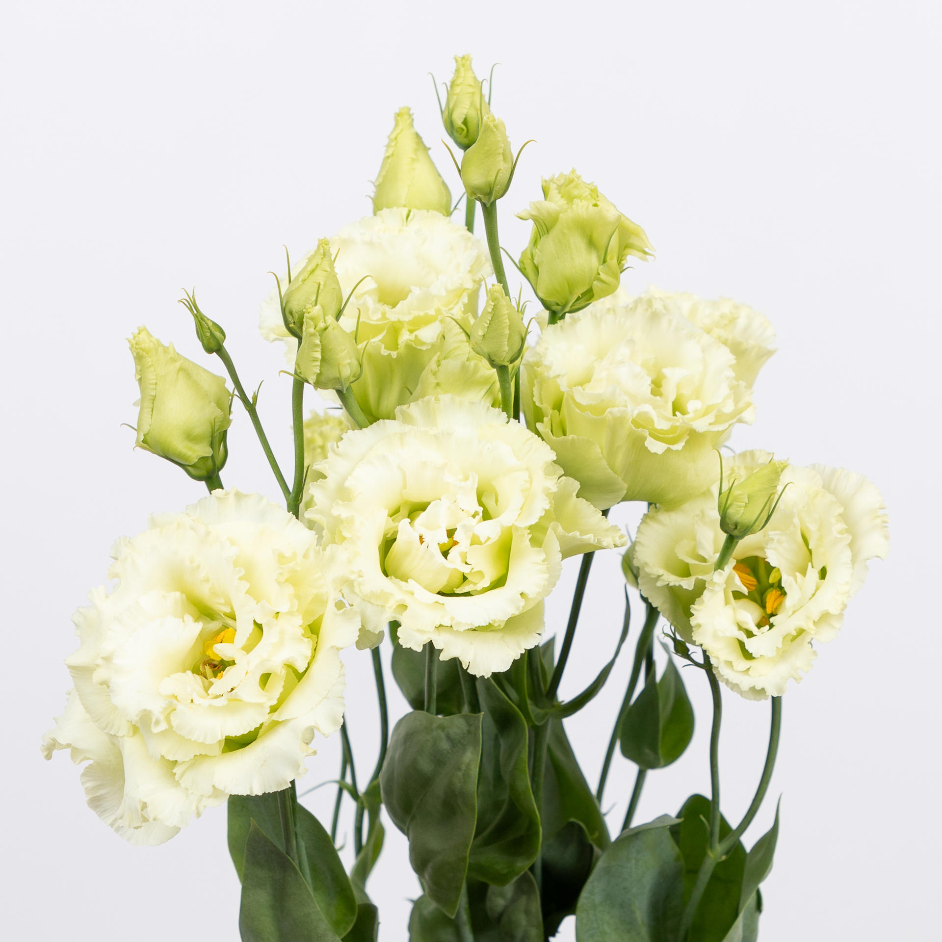 10x Eust.alissa green du 70cm