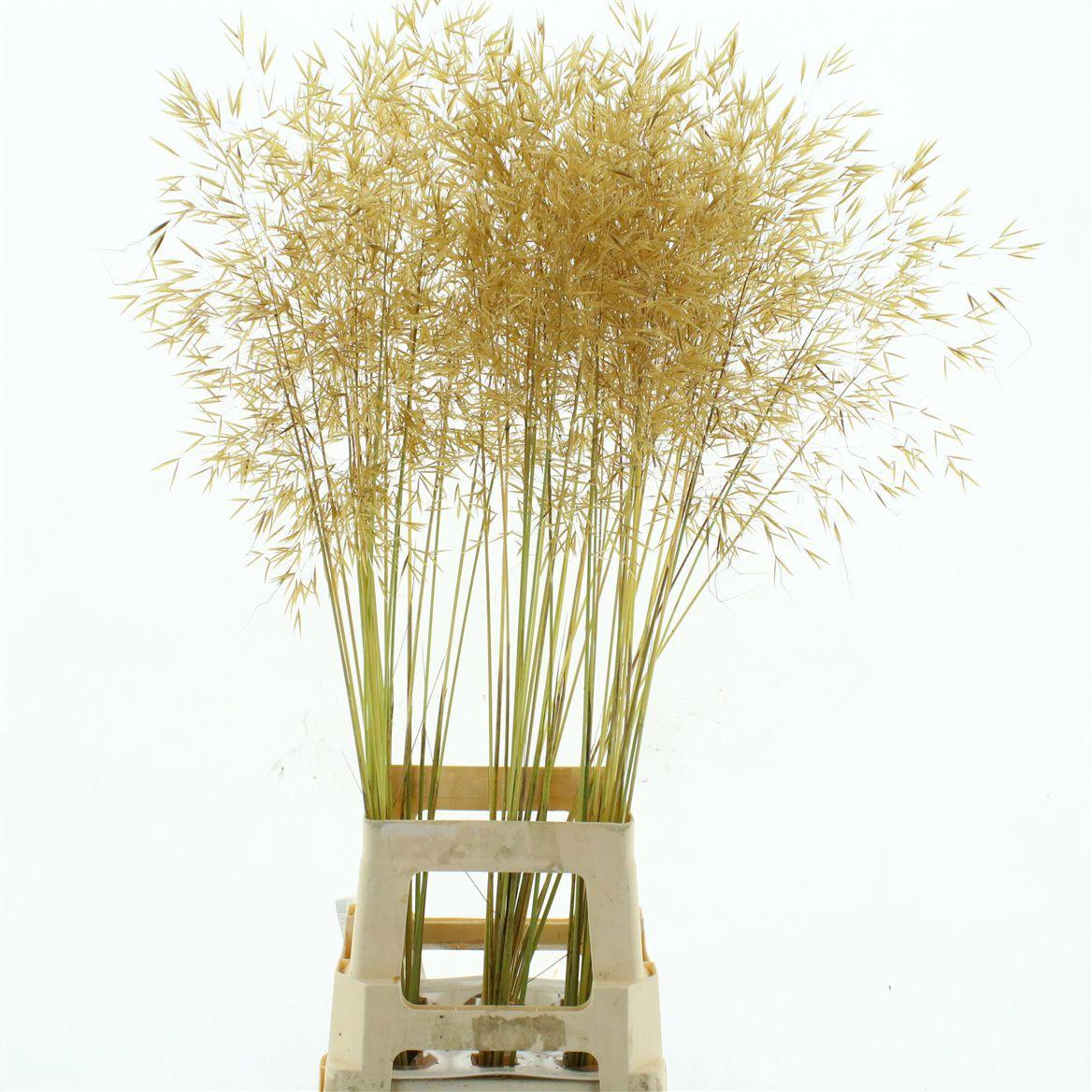 30x Gs stipa gigantea 80cm