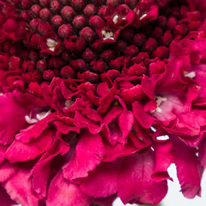25x Scabiosa dark cherry scoop 60cm