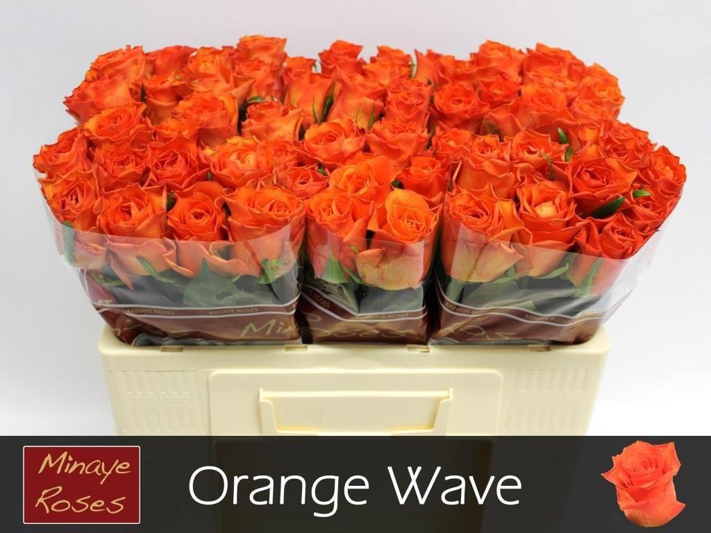 20x Rosa orange wave 50cm