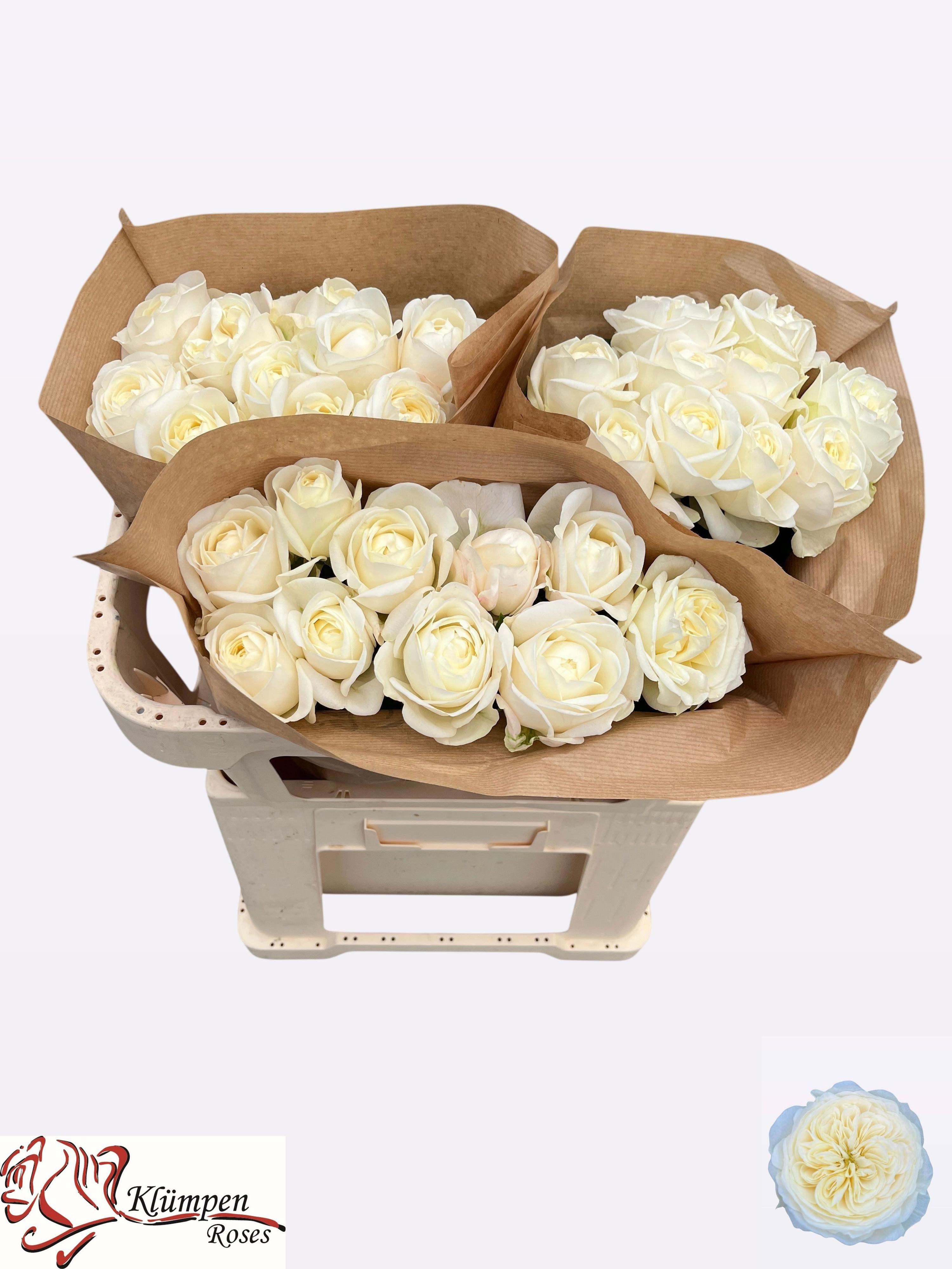 10x Rosa chic white! 60cm
