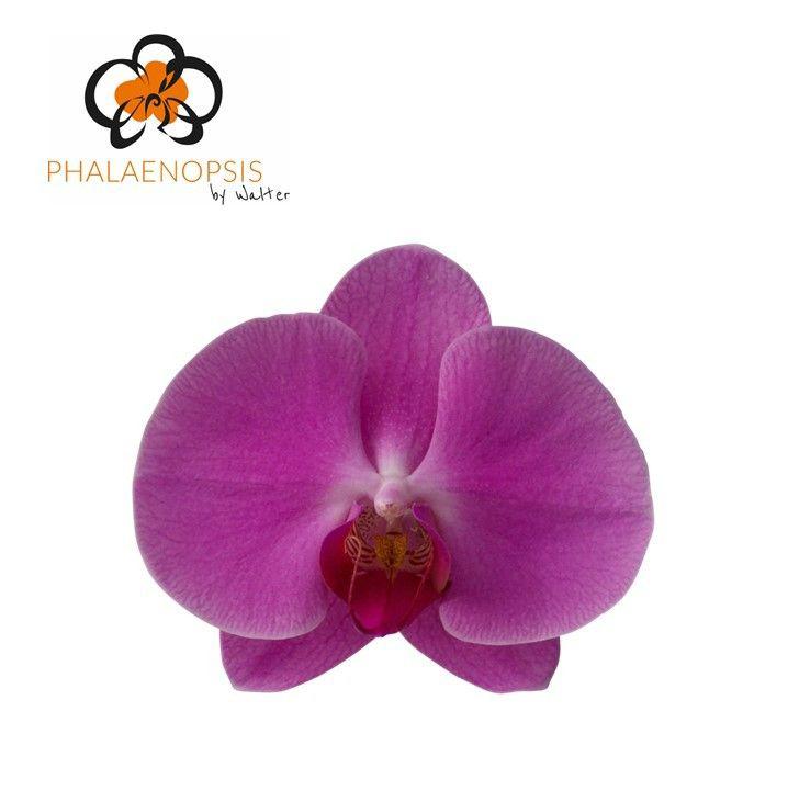 25x Phal.happy valentina