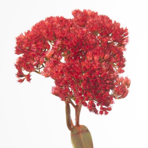 25x Sedum rood 50cm