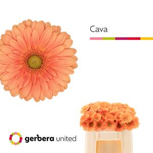 20x Germ.cava 50cm