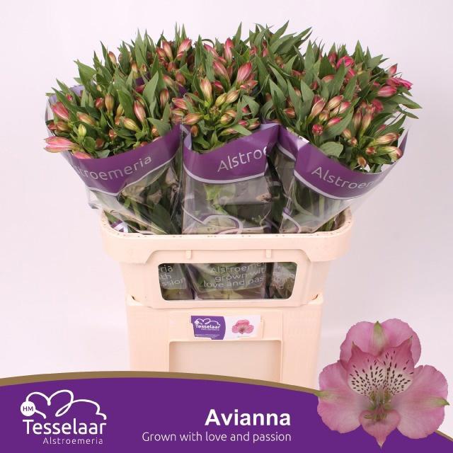 10x Alstroemeria avianna 70cm