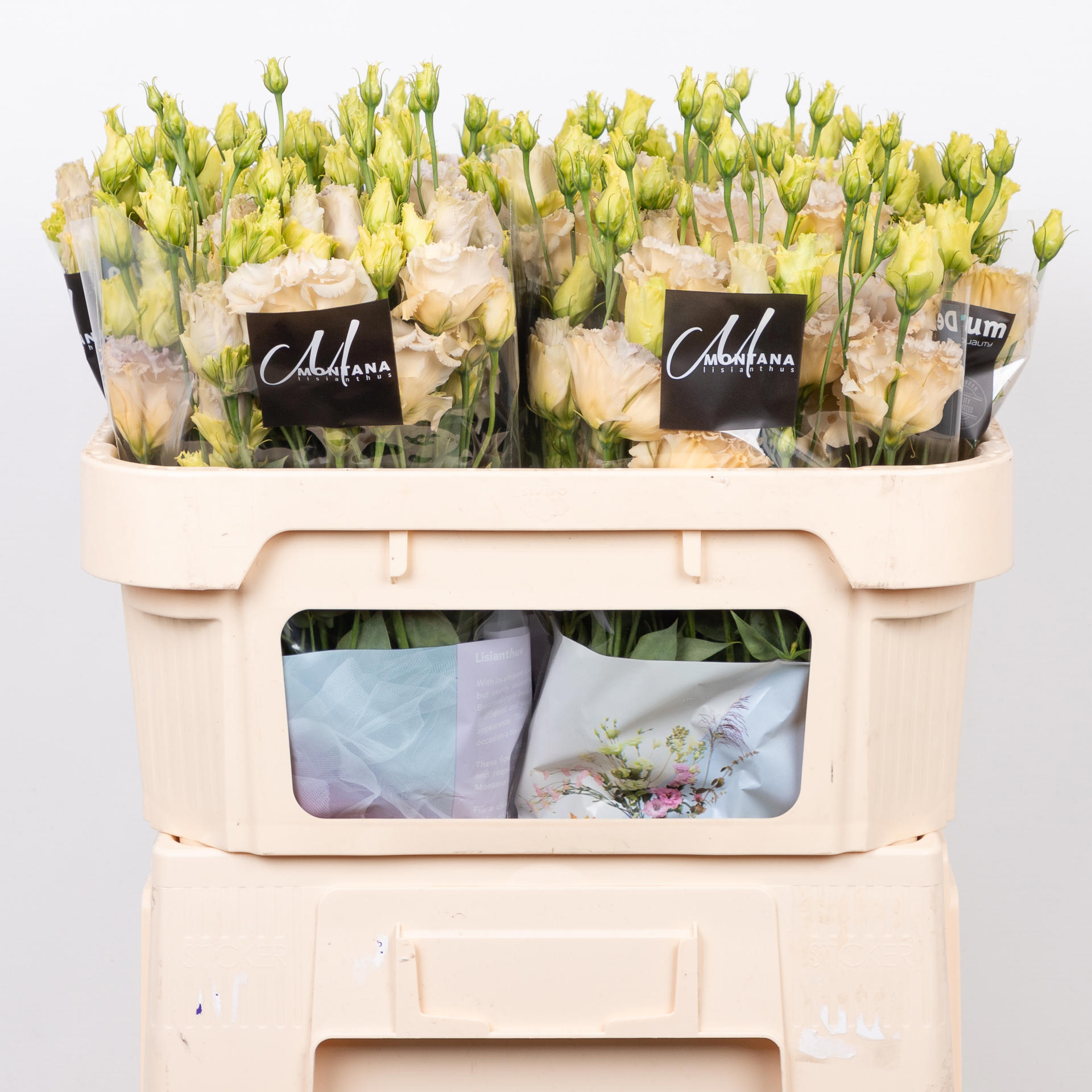 10x Eust.celeb blue chateau du 70cm