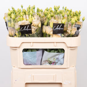 10x Eust.celeb blue chateau du 70cm