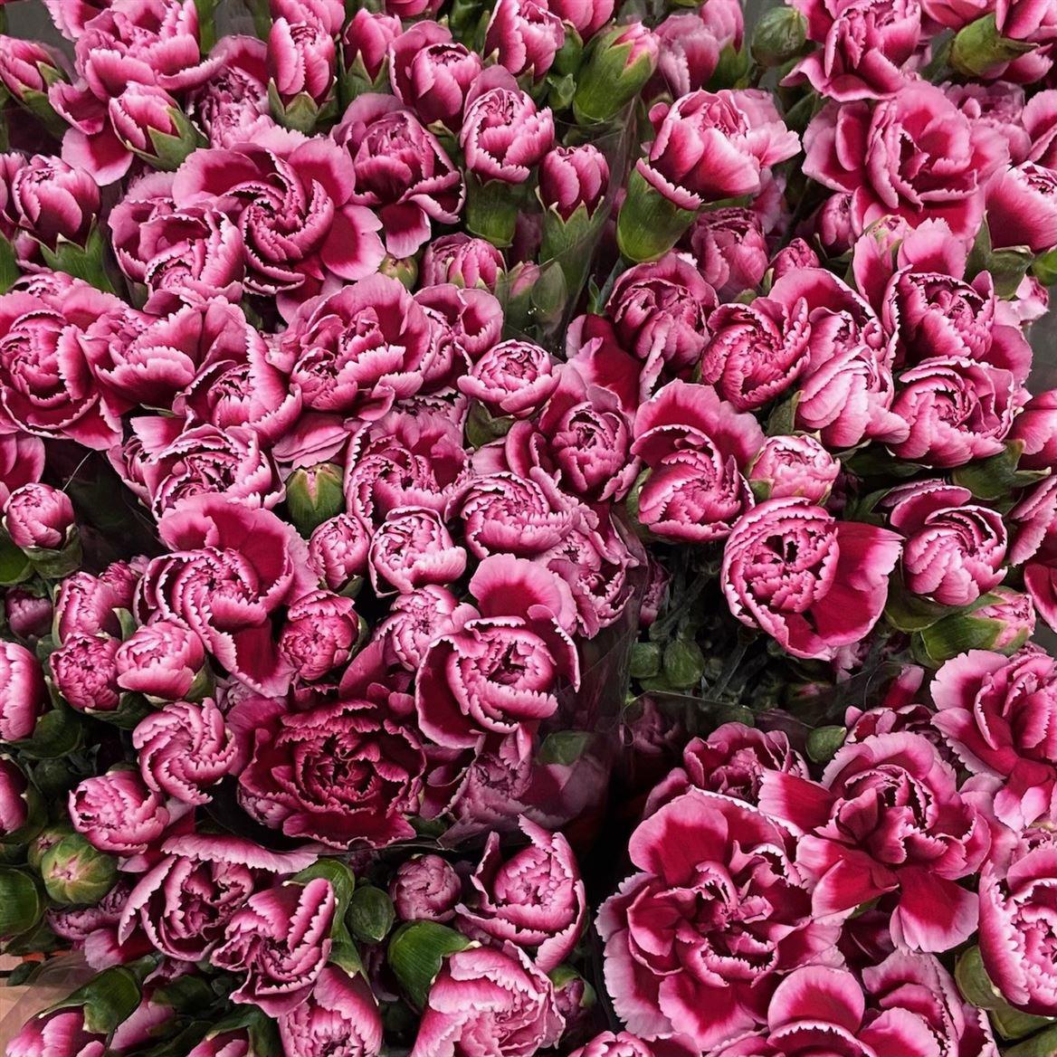 10x Dian.tr.berry 60cm