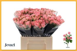 10x Rosa odilia 40cm