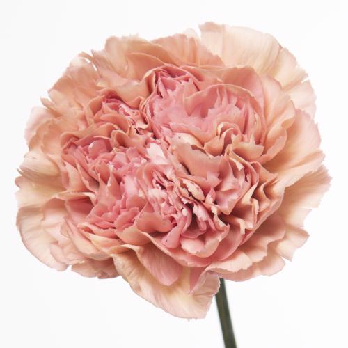 20x Dian.st.lege pink 70cm