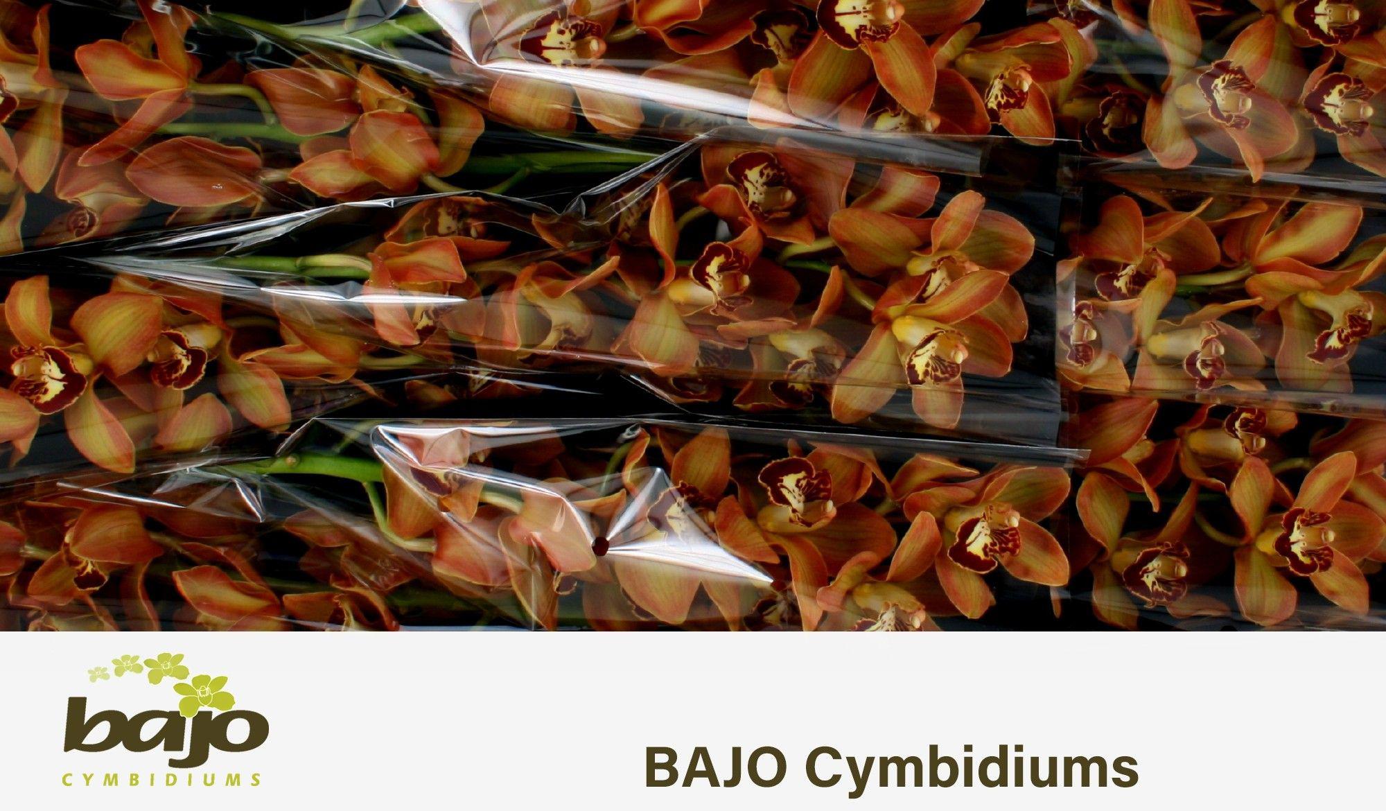 9x Cymb.charly brown 60cm