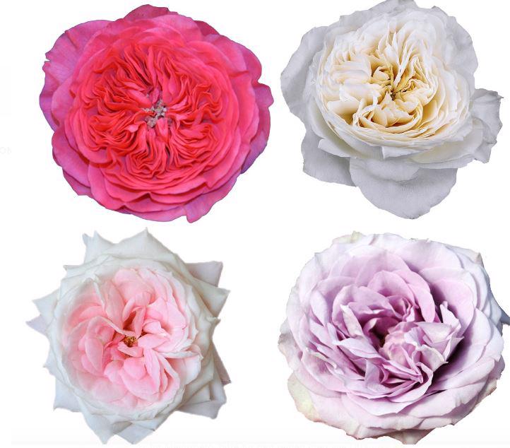 48x Rosa gard.mix var.alexandra farms 50cm