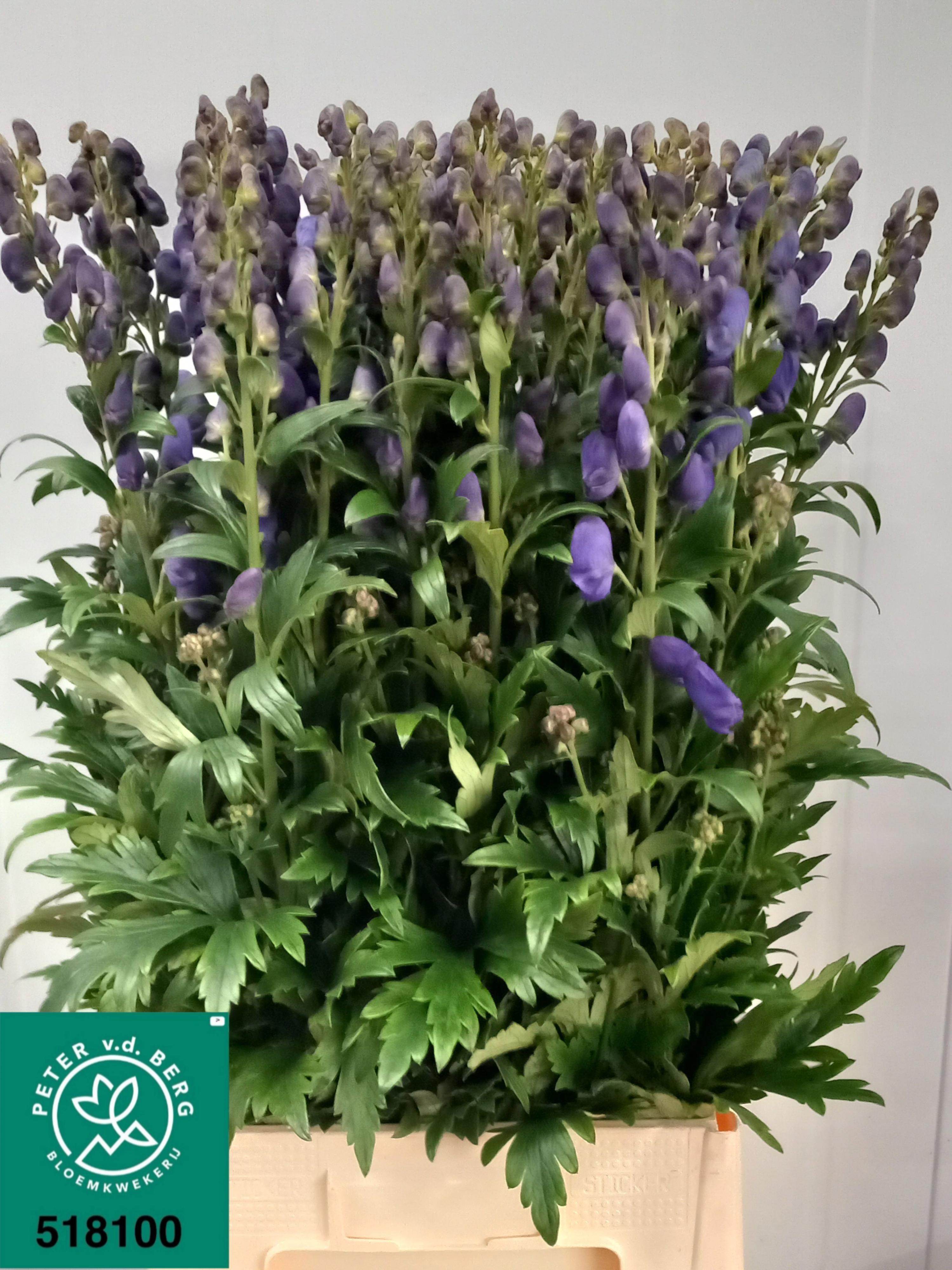 10x Aconitum arendsii 80cm