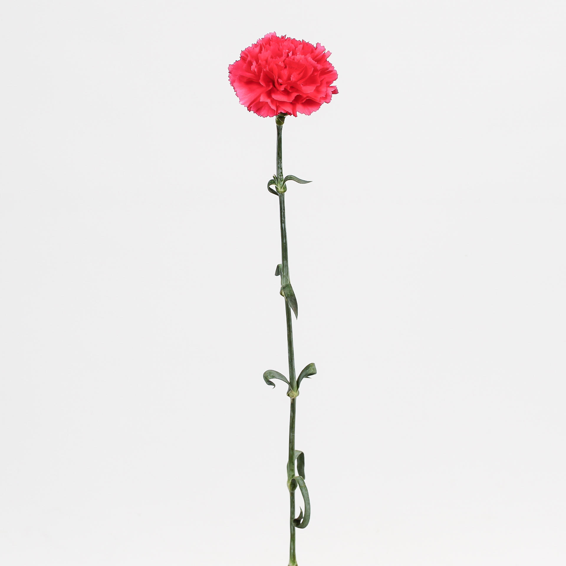 20x Dian.st.bizet 70cm
