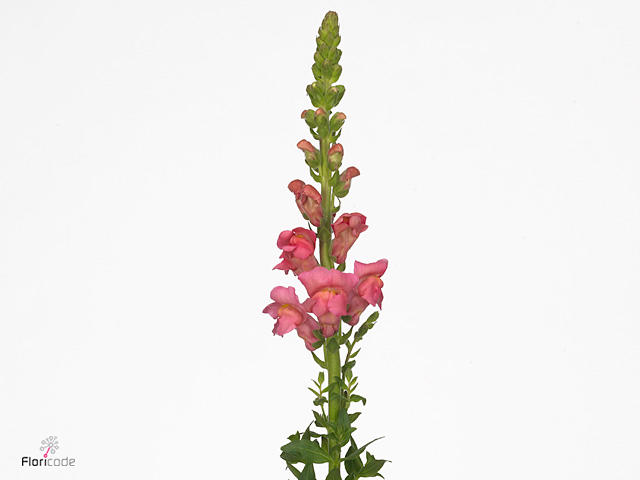 10x Antir.antibes rose 70cm