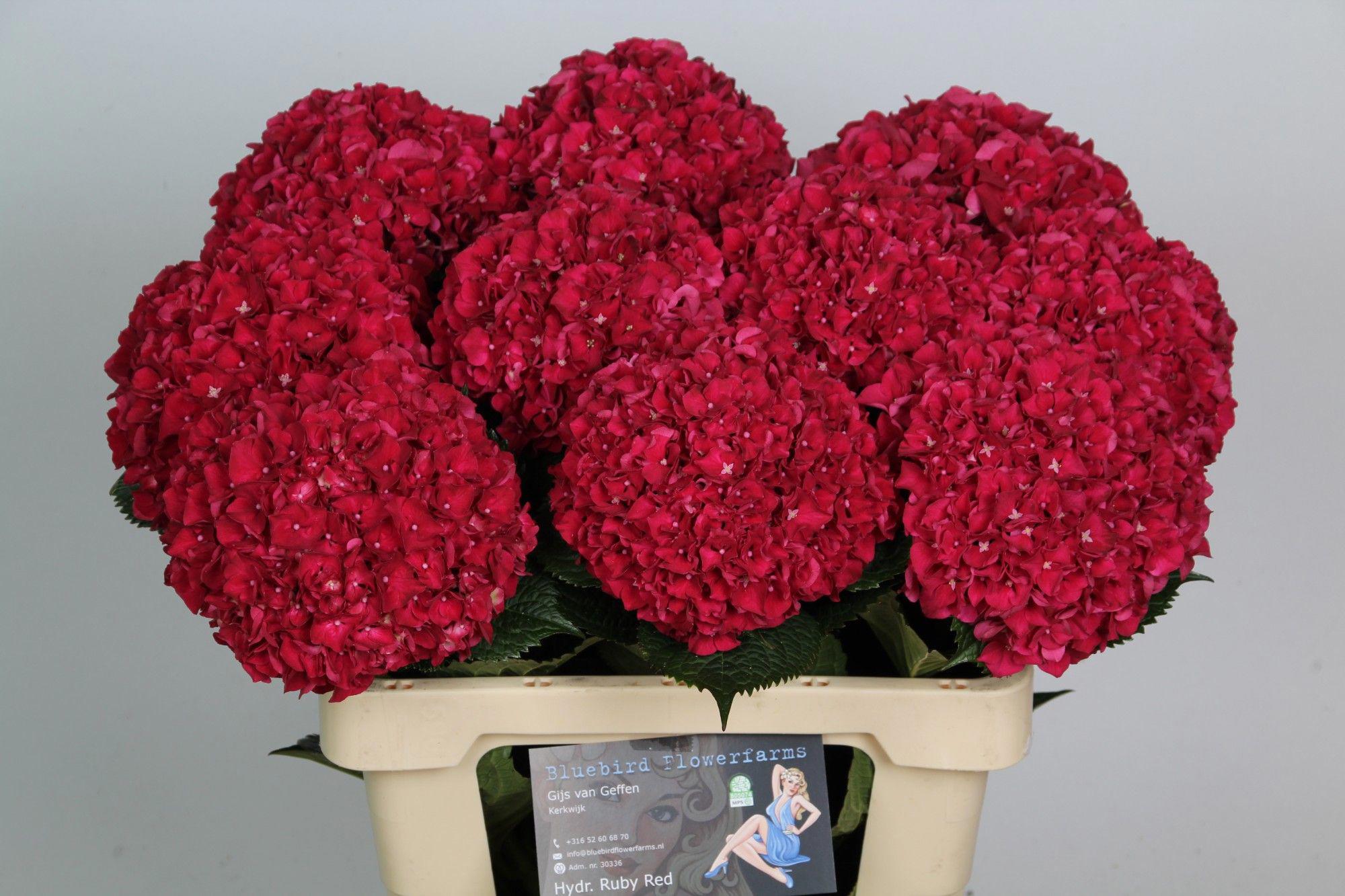 10x Hydr.mag.rubyred 60cm